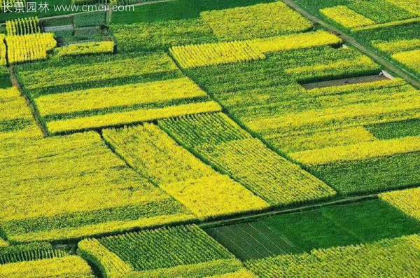 黄色花海油菜花田景观乡村旅游