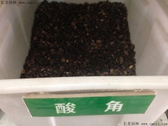 酸角种子选购指南：高发芽率+种植技术详解