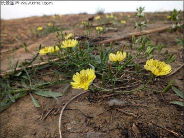 苦荬菜种子发芽出苗图片