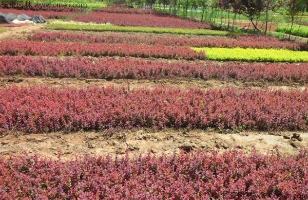 红叶小檗种子发芽出苗图片