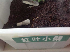 红叶小檗种子购买与种植指南