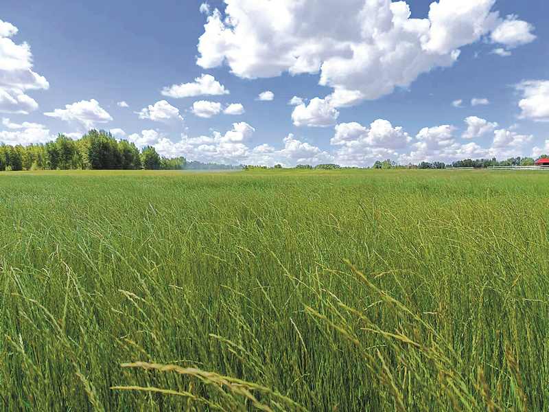 科尔沁沙地治理创新 羊草生态修复显成效