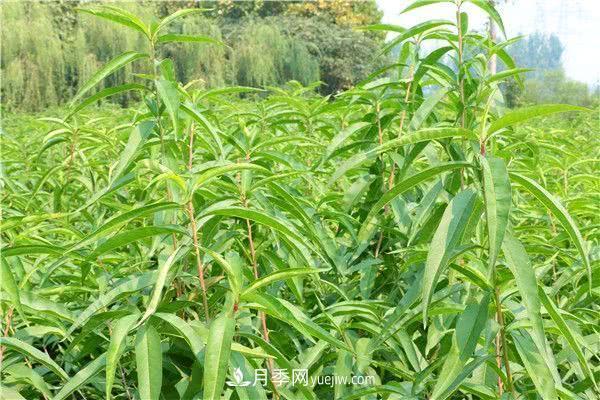 警惕!苗木交易中的常见骗术(图2) 警惕!苗木交易中的常见骗术(图2)