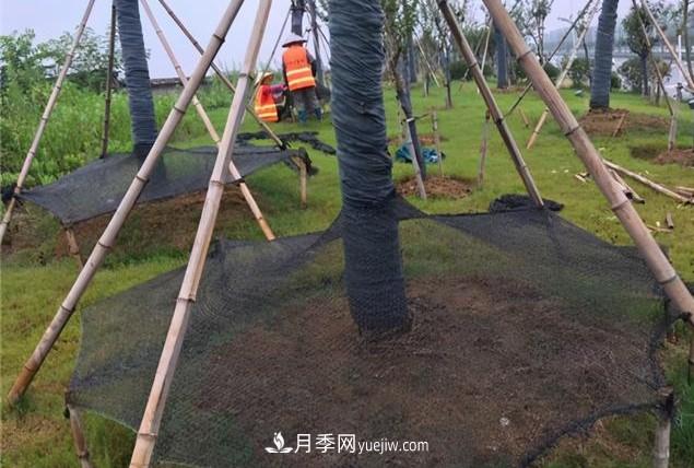 秋后苗木移栽“五个坑”(图2) 秋后苗木移栽“五个坑”(图2)