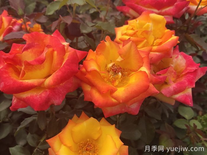 南京适合养月季吗?市花和市树是什么(图1) 南京适合养月季吗?市花和市树是什么(图1)