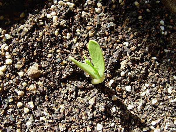 银合欢种子发芽出苗图片