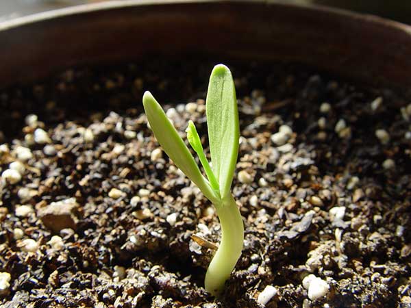 银合欢种子发芽出苗图片