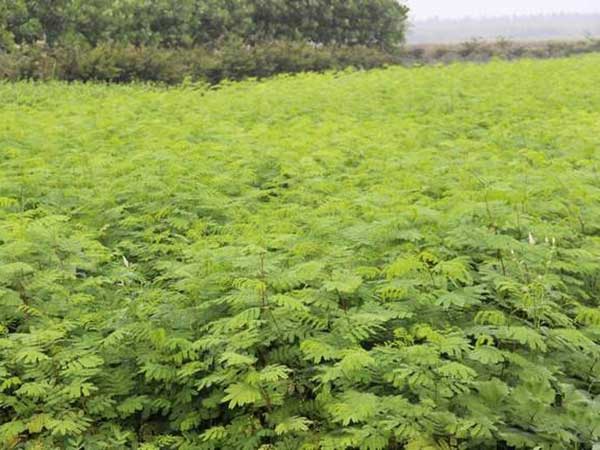 银合欢种子发芽出苗图片