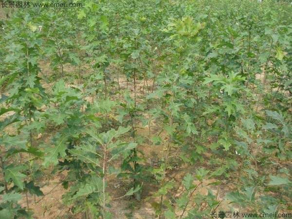 栎树种子发芽出苗图片