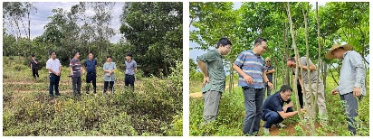 中南院赴海南开展国土绿化质量成效评估路径调研