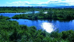 用绿色铺就矿山底色——大兴安岭集团古莲河矿业有限公司生态治理纪实