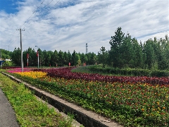 用绿色铺就矿山底色——大兴安岭集团古莲河矿业有限公司生态治理纪实