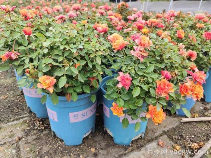 适于阳台栽种的花卉种类(图1) 适于阳台栽种的花卉种类(图1)