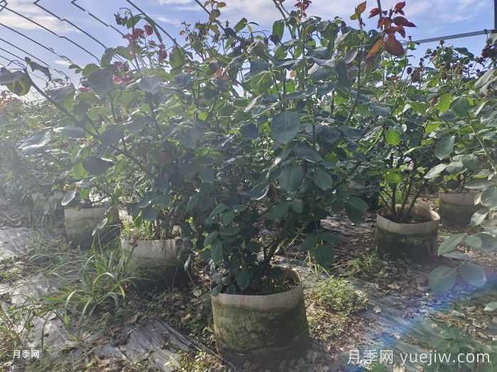 丛生苗木走俏，被称为去库存利器(图1)