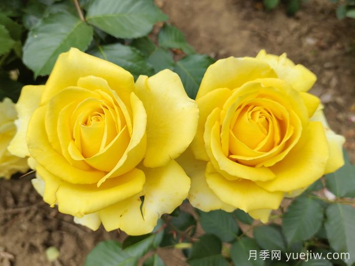 玫瑰花语是什么?盘点五个颜色的玫瑰花语(图2) 玫瑰花语是什么?盘点五个颜色的玫瑰花语(图2)