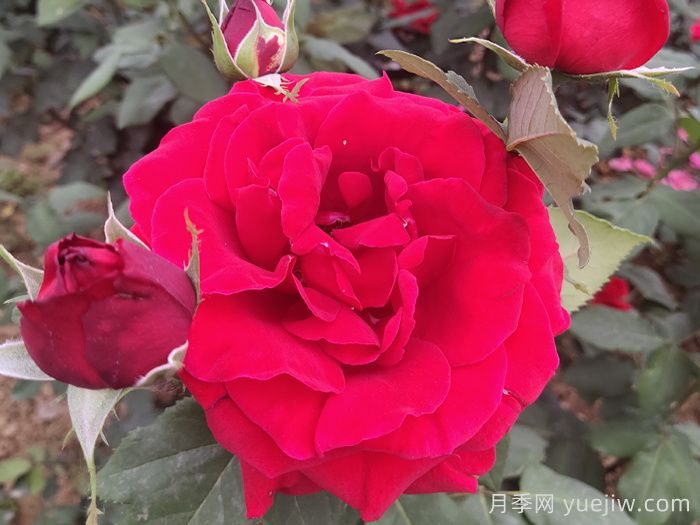 玫瑰花语是什么?盘点五个颜色的玫瑰花语(图1) 玫瑰花语是什么?盘点五个颜色的玫瑰花语(图1)