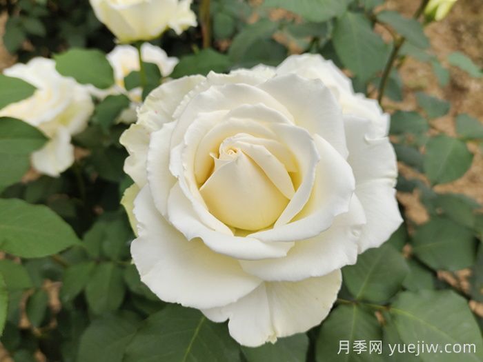 玫瑰花语是什么?盘点五个颜色的玫瑰花语(图3) 玫瑰花语是什么?盘点五个颜色的玫瑰花语(图3)