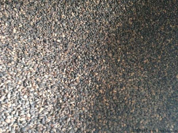 日本黑松种子图片