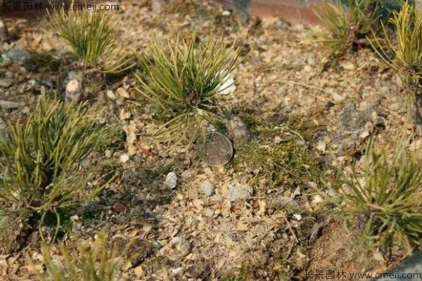 日本黑松种子发芽出苗图片
