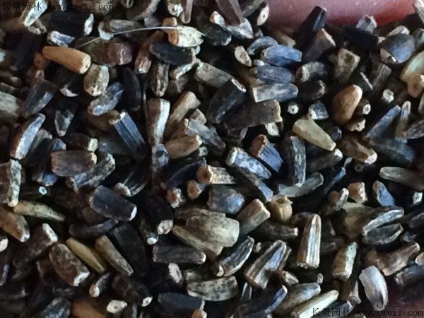 串叶松香草种子图片