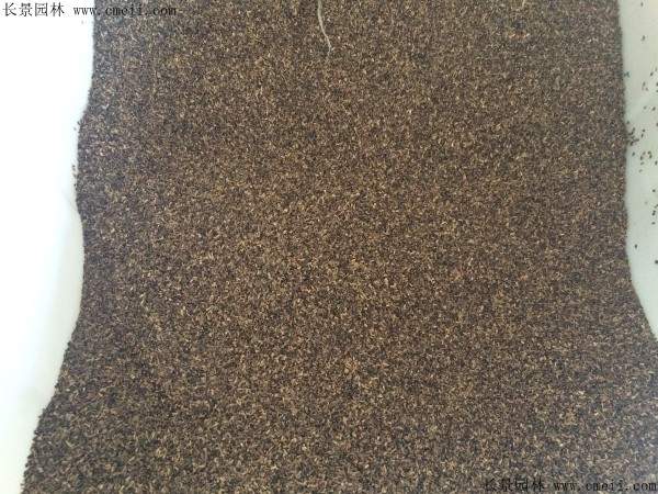 串叶松香草种子图片