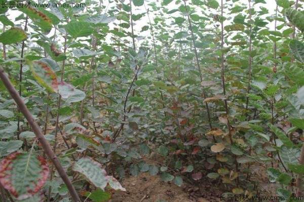 黄栌种子发芽出苗图片