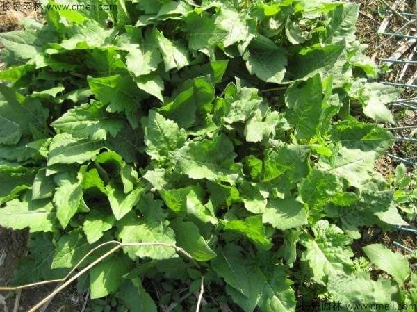 串叶松香草种子图片