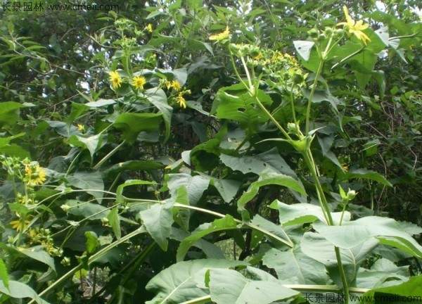 串叶松香草种子图片