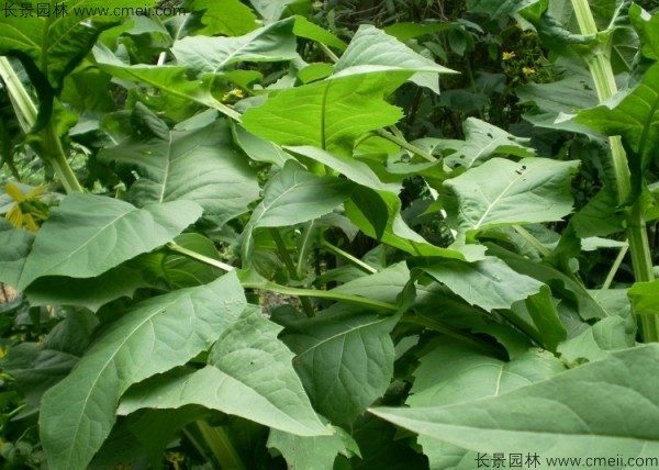 串叶松香草种子图片