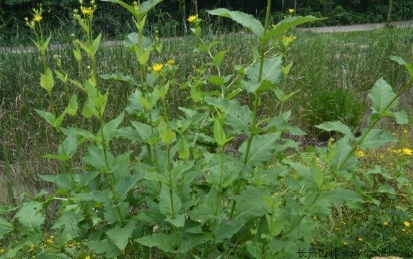 串叶松香草种子图片