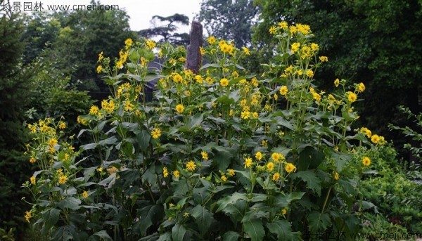 串叶松香草种子图片