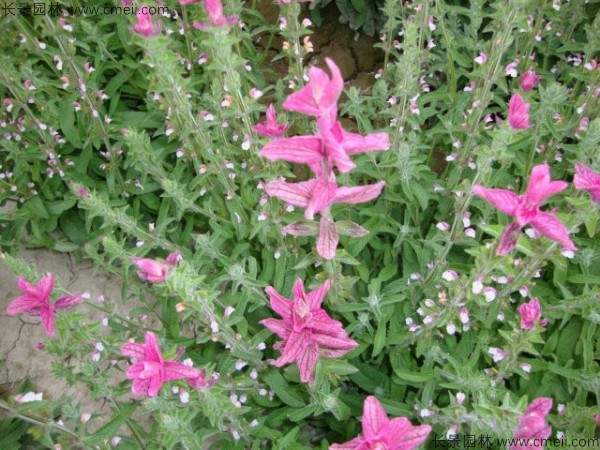 芳香鼠尾草种子发芽出苗开花图片
