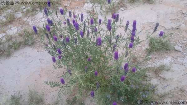 沙打旺种子发芽出苗图片