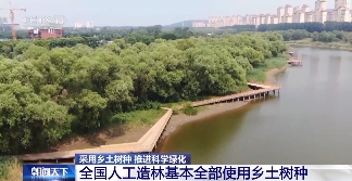 树要怎么种？乡土树种成绿化主力军 因地制宜是关键