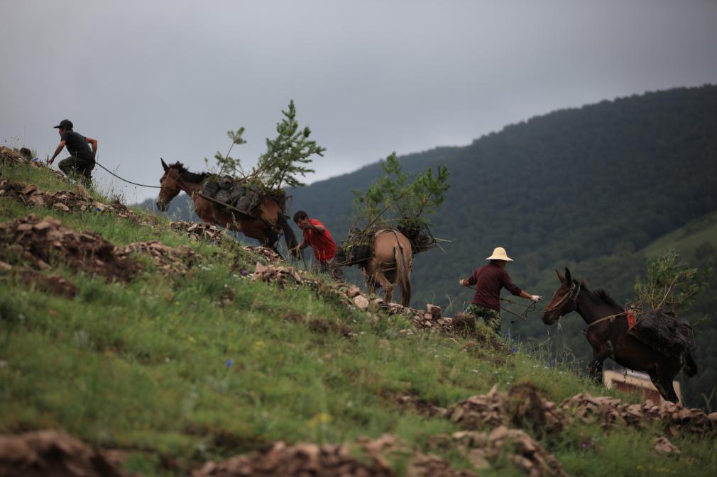 河北：筑牢生态大屏障