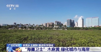 树要怎么种？乡土树种成绿化主力军 因地制宜是关键