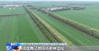 树要怎么种？乡土树种成绿化主力军 因地制宜是关键