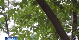 树要怎么种？乡土树种成绿化主力军 因地制宜是关键