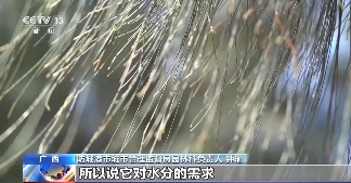 树要怎么种？乡土树种成绿化主力军 因地制宜是关键