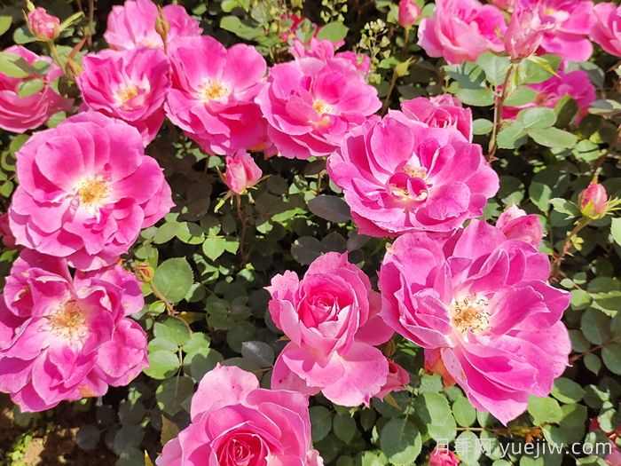 10种多年生植物组合，让花园色彩缤纷(图1)