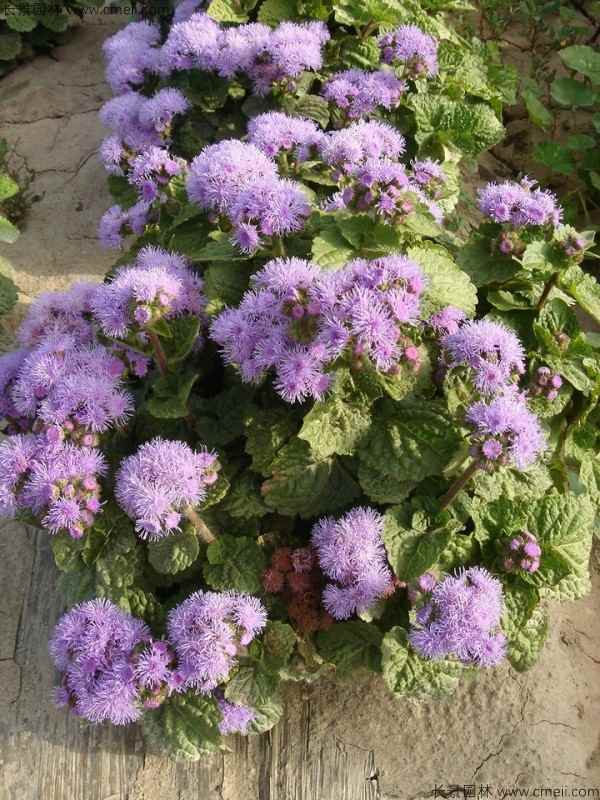 藿香蓟种子发芽出苗开花图片