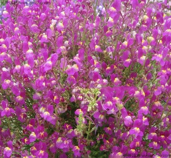 柳穿鱼种子发芽出苗开花图片