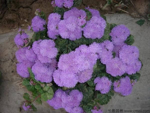 藿香蓟种子发芽出苗开花图片