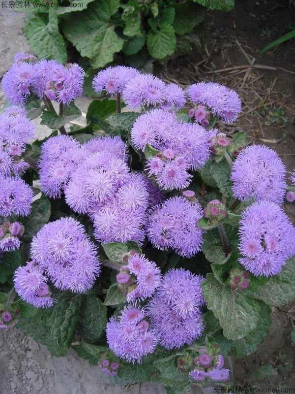 藿香蓟种子发芽出苗开花图片