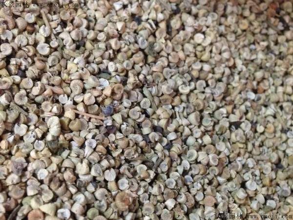 马络葵种子图片