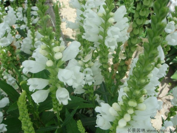 假龙头种子发芽出苗开花图片