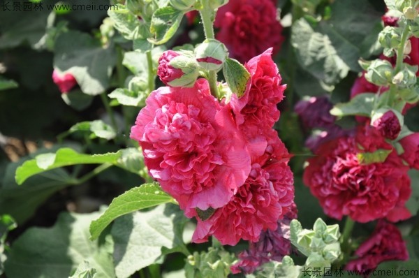 马络葵种子发芽出苗开花图片