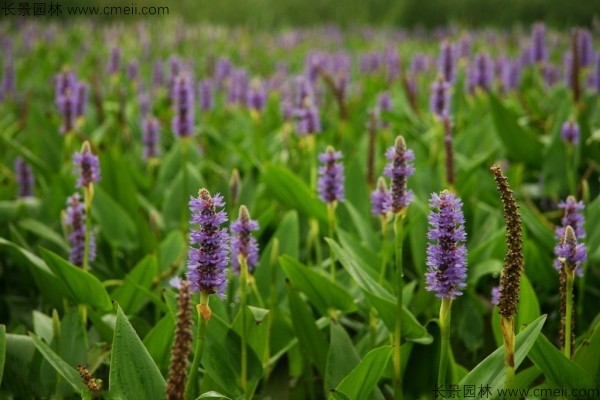 梭鱼草种子发芽出苗开花图片