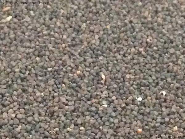 波斯宝石种子图片