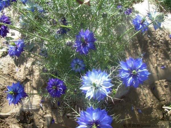 波斯宝石种子发芽出苗开花图片